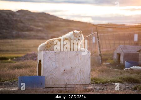 le chien de traîneau husky blanc repose sur son logement pour chiens. Banque D'Images