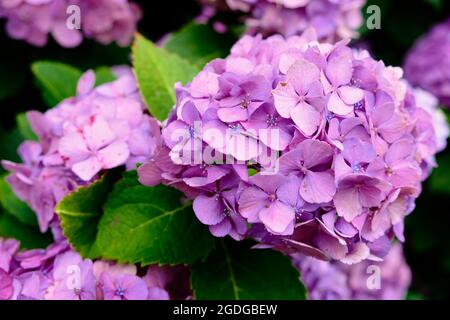 Fleurs d'Adisai (Hydrangea) au Japon, le jour de l'été Banque D'Images