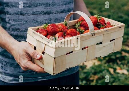 Gros plan d'un panier en osier avec des fraises dans les mains d'un homme. Banque D'Images