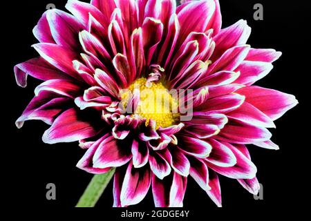 Belle fleur violette de chrysanthème, photographiée sur fond noir Uni Banque D'Images