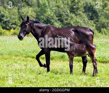 Jument de cheval avec profil de cheval de bébé vue latérale debout près de sa mère dans un champ de prairie avec un fond vert flou et des fleurs sauvages. Mare. Banque D'Images