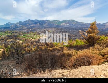 Mont Parnitha, dans la région d'Attica, en Grèce, après le feu de brousse qui a détruit une grande partie de ses forêts et de ses bois. Banque D'Images