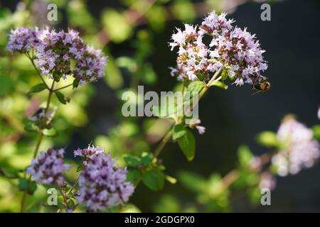 Mise au point sélective sur le marjolaine sauvage lilas avec abeille sur fond sombre par temps ensoleillé. Banque D'Images