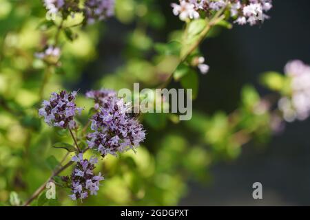 Mise au point sélective sur le marjolaine sauvage lilas avec abeille sur fond sombre par temps ensoleillé. Banque D'Images