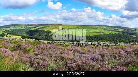 Violet chiné au-dessus des rochers de Hardcastle, Heptonstall Moor, Pennines, Calvaire, West Yorkshire Banque D'Images