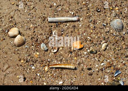 Coquillages et sable humide sur la plage à marée basse. Banque D'Images