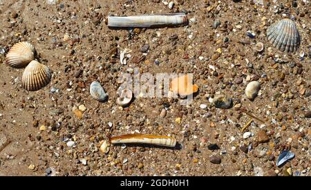 Coquillages et sable humide sur la plage à marée basse. Banque D'Images