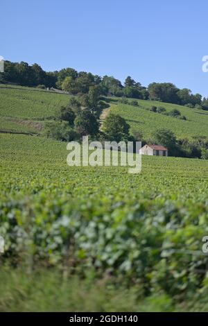 Le vignoble du Clos les Teurons de l'Hospice de Beaune à la montagne, Beaune FR Banque D'Images