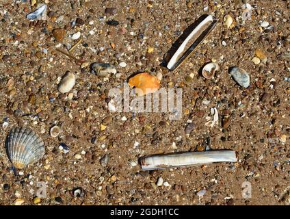 Coquillages et sable humide sur la plage à marée basse. Banque D'Images