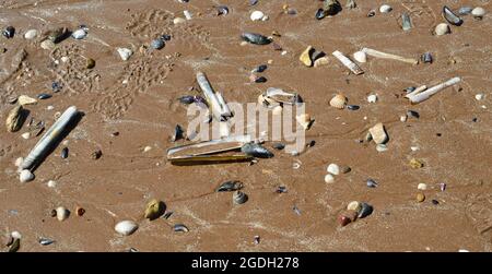 Coquillages et sable humide sur la plage à marée basse. Banque D'Images