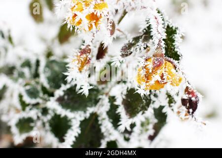 Hiver blanc neige dans le jardin d'hiver. Givre sur les branches de l'arbre Banque D'Images