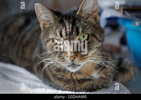 Gros plan d'un chat tabby Banque D'Images