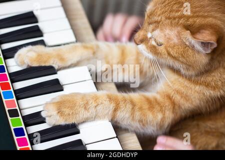 Les mains des enfants tiennent un chat. Pattes de chat sur les claviers. Le chat et le piano. Passe-temps. La vie volait. Vue de dessus Banque D'Images