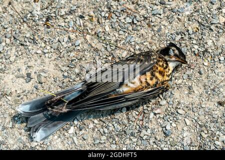 Oiseau mort couché sur le sol au soleil parmi de petites pierres Banque D'Images