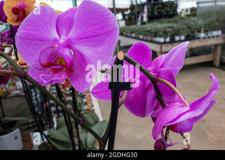 Dans la serre, les fleurs d'orchidées pourpres et blanches poussent bien sur les longues tiges. Banque D'Images