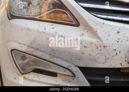 Insectes sur la peinture de voiture, miges cassés. Insectes tués sur le pare-chocs de la voiture Banque D'Images