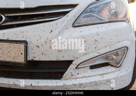 Insectes sur la peinture de voiture, miges cassés. Insectes tués sur le pare-chocs de la voiture Banque D'Images