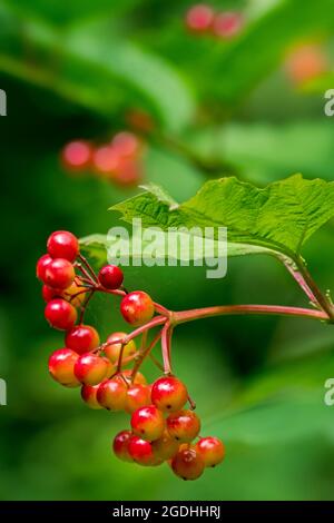 Rose de Guelder / aîné d'eau / arbre de boule de neige (Viburnum opulus) gros plan des baies rouges / fruits suspendus de la brousse en forêt en été Banque D'Images