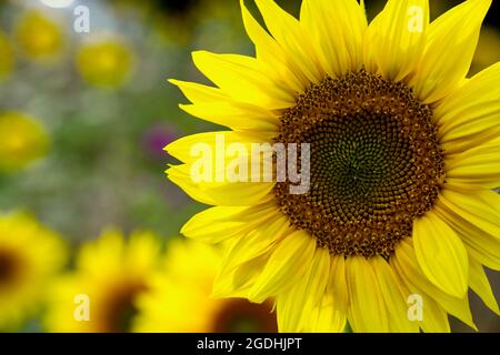 Gros plan de la tête d'un tournesol avec des graines et du pollen dans un champ et d'autres tournesols en arrière-plan Banque D'Images