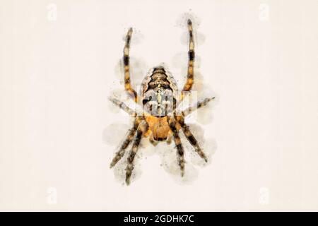 Croisillon. Araneus diadematus, araignée de jardin européenne ou araignée croisée. Aquarelle, aquarelle. Banque D'Images