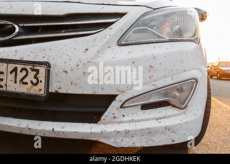 Insectes sur la peinture de voiture, miges cassés. Insectes tués sur le pare-chocs de la voiture Banque D'Images