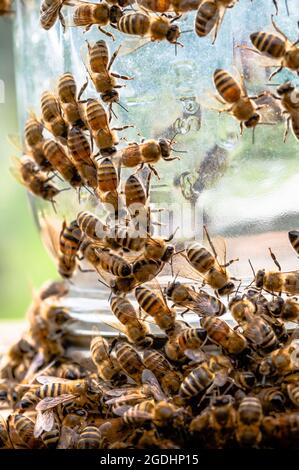 Abeilles sur le pot d'alimentation Banque D'Images