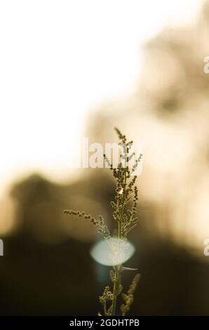 Plante verte dans un arrière-plan bokeh avec un éclat d'objectif Banque D'Images