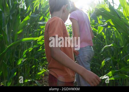 garçon et fille de faire une promenade dans le champ de maïs vert Banque D'Images