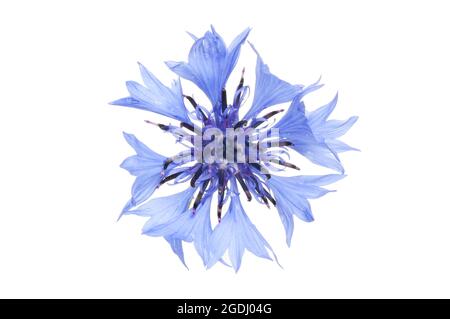 gros plan d'une fleur de maïs, Centaurea cyanus, isolée contre le blanc Banque D'Images