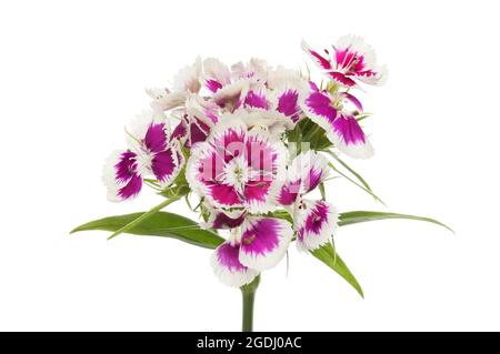 Guillaume doux, Dianthus barbatus, fleurs et feuillage isolés contre du blanc Banque D'Images