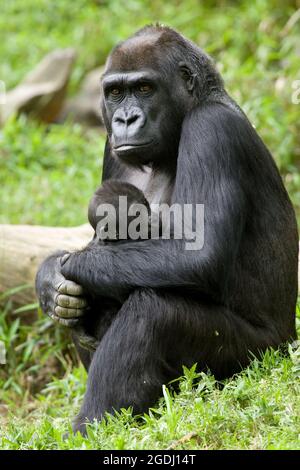 Gros plan d'une femelle Gorilla des Lowland ou Gorilla de l'Ouest tenant son bébé Banque D'Images