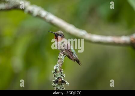 Colibri plein de couleur à gorge rubis perché sur un membre d'arbre couvert de lichen avec les bois en arrière-plan en été Banque D'Images