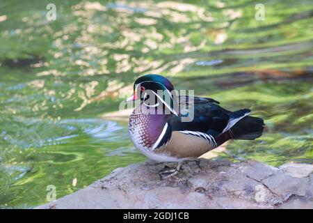 Gros plan d'un mâle coloré North American Wood Duck debout à côté de l'eau Banque D'Images