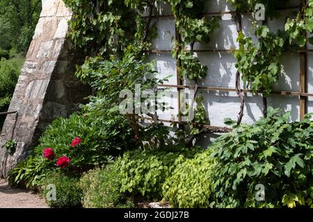 Une bordure luxuriante borde le mur d'une maison. Banque D'Images