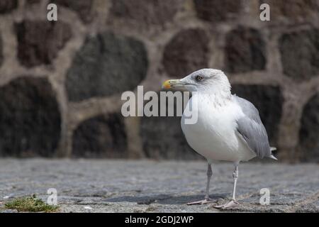 Un goéland de hareng se trouve sur la jetée, devant un mur de briques. Banque D'Images