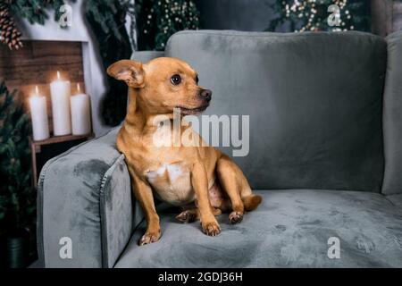 Petit chien chihuahua de race mixte assis sur un canapé gris à Noël avec des bougies et des lumières d'arbre de Noël illuminant Banque D'Images