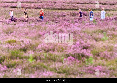 Westruper Heide, Haltern, NRW, 13 août 2021. Les marcheurs se promènent autour du joli tapis de fleurs. La bruyère du Westruper Heide, une lande protégée connue pour ses cuirs saisonniers, est en pleine floraison. Un tapis de fleurs violettes couvre la lande, populaire auprès des marcheurs et des coureurs de sentier. Credit: Imagetraceur/Alamy Live News Banque D'Images