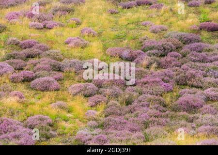 Westruper Heide, Haltern, NRW, 13 août 2021. La bruyère du Westruper Heide, une lande protégée connue pour ses cuirs saisonniers, est en pleine floraison. Un tapis de fleurs violettes couvre la lande, populaire auprès des marcheurs et des coureurs de sentier. Credit: Imagetraceur/Alamy Live News Banque D'Images