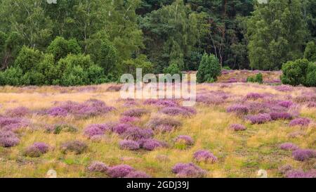 Westruper Heide, Haltern, NRW, 13 août 2021. La bruyère du Westruper Heide, une lande protégée connue pour ses cuirs saisonniers, est en pleine floraison. Un tapis de fleurs violettes couvre la lande, populaire auprès des marcheurs et des coureurs de sentier. Credit: Imagetraceur/Alamy Live News Banque D'Images