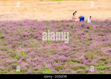 Westruper Heide, Haltern, NRW, 13 août 2021. Les marcheurs se promènent autour du joli tapis de fleurs. La bruyère du Westruper Heide, une lande protégée connue pour ses cuirs saisonniers, est en pleine floraison. Un tapis de fleurs violettes couvre la lande, populaire auprès des marcheurs et des coureurs de sentier. Credit: Imagetraceur/Alamy Live News Banque D'Images