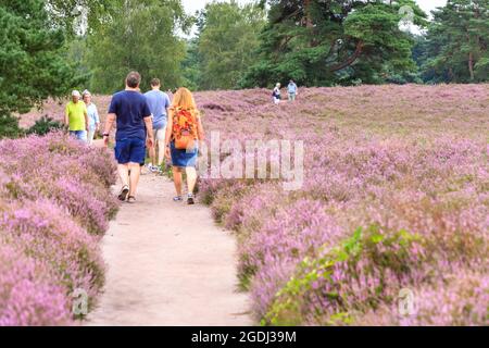 Westruper Heide, Haltern, NRW, 13 août 2021. Les marcheurs se promènent autour du joli tapis de fleurs. La bruyère du Westruper Heide, une lande protégée connue pour ses cuirs saisonniers, est en pleine floraison. Un tapis de fleurs violettes couvre la lande, populaire auprès des marcheurs et des coureurs de sentier. Credit: Imagetraceur/Alamy Live News Banque D'Images