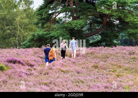 Westruper Heide, Haltern, NRW, 13 août 2021. Les marcheurs se promènent autour du joli tapis de fleurs. La bruyère du Westruper Heide, une lande protégée connue pour ses cuirs saisonniers, est en pleine floraison. Un tapis de fleurs violettes couvre la lande, populaire auprès des marcheurs et des coureurs de sentier. Credit: Imagetraceur/Alamy Live News Banque D'Images