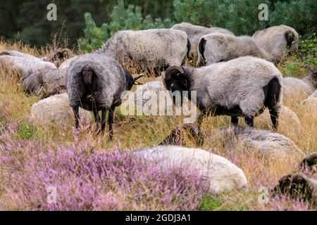 Westruper Heide, Haltern, NRW, 13 août 2021. Un troupeau de Heidschnucken, une race de mouflons du nord de l'Allemagne, est en pleine floraison dans la bruyère de Westruper Heide, une lande protégée connue pour ses cuirs saisonniers. Un tapis de fleurs violettes couvre la lande, populaire auprès des marcheurs et des coureurs de sentier. Credit: Imagetraceur/Alamy Live News Banque D'Images