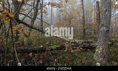 Belle forêt sur un matin d'automne brumeux. Arbres avec des feuilles jaunes. Vieux arbres tombés couverts de mousse. Paysage d'automne de forêt naturelle. Banque D'Images