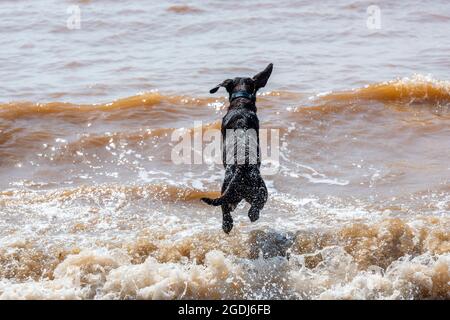 chien bondissant dans l'eau, chien bondissant dans les vagues, chien sautant dans la mer, chien s'amusant dans l'eau, chien drôle allant pour une baignade. Banque D'Images