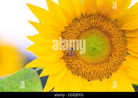 Sythen, Muensterland, NRW, 13 août 2021. Une abeille se férend sur un beau tournesol jaune (helianthus annuus). Un champ de tournesols est en pleine floraison près de Sythen, dans la campagne du pays de Muensterland, en Rhénanie-du-Nord-Westphalie. Credit: Imagetraceur/Alamy Live News Banque D'Images