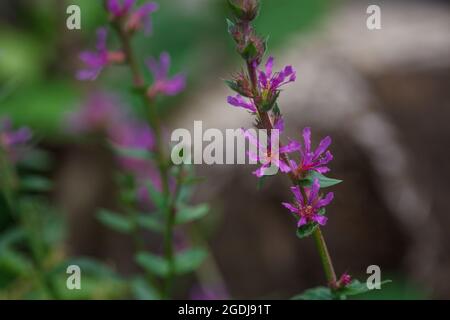 De jolies fleurs colorées de Loosestrife pourpre (Lythrum salicaria) plantent sur le côté de la route dans la forêt naturelle de Vaud, en Suisse, en été Banque D'Images