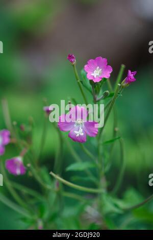 Jolies fleurs roses pourpres de la grande fleur de wlowherb (Epilobium hirsutum) dans la prairie naturelle de Vaud, Suisse en été Banque D'Images