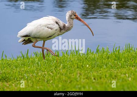 Ibis blanc américain le long du rivage au Sawgrass Players Club à Ponte Vedra Beach, Floride. (ÉTATS-UNIS) Banque D'Images