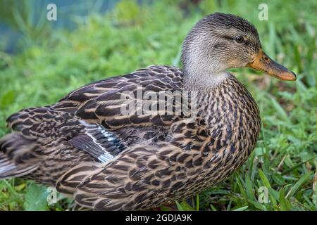 Canard colvert femelle (Anas platyrhynchos) le long du rivage herbacé du parc Bird Island à Ponte Vedra Beach, Floride. (ÉTATS-UNIS) Banque D'Images